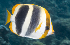 Chaetodon tricinctus