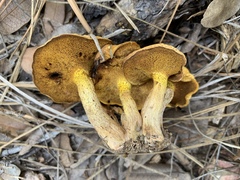 Suillus kaibabensis