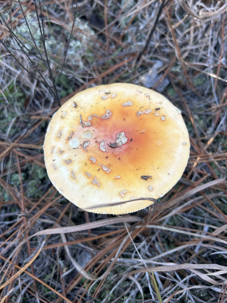Amanita persicina · November 2025 · photo: © dryopteris2 (iNaturalist, cc0)