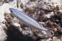 Pterocaesio digramma