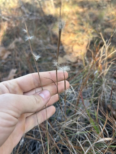 Andropogon tracyi observed 2025-11-26