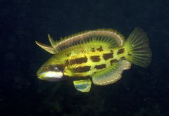 Heteroscarus acroptilus