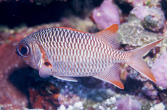 Myripristis violacea