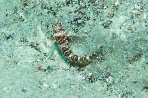 Kermadec triplefin (Enneapterygius kermadecensis) — Tripterygiidae — 4