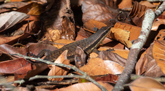 Eutropis rudis