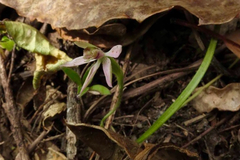 Caladenia variegata