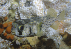 Dicotylichthys punctulatus