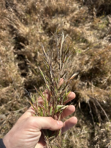 nerved witchgrass (Dichanthelium neuranthum)