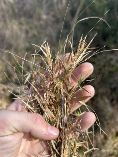 Coastal Plain Witchgrass (Dichanthelium longiligulatum)