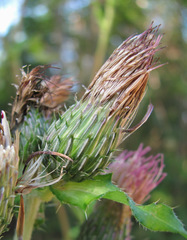 Cirsium × hybridum