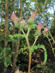 Cirsium × hybridum