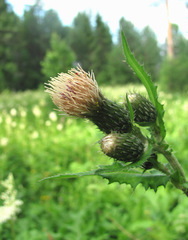 Cirsium × hybridum