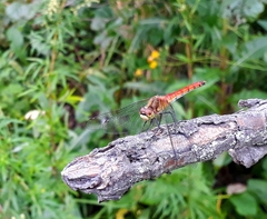 Sympetrum cordulegaster