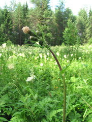 Cirsium × hybridum