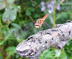 Sympetrum cordulegaster