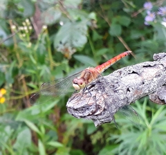 Sympetrum cordulegaster