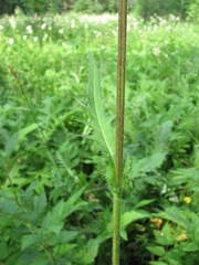 Cirsium × hybridum