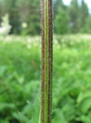 Cirsium × hybridum