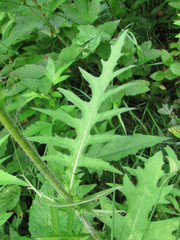 Cirsium × hybridum