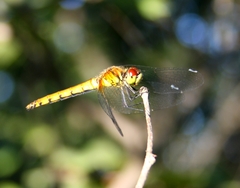 Sympetrum cordulegaster