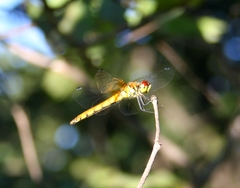 Sympetrum cordulegaster