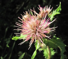 Cirsium × hybridum