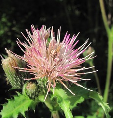 Cirsium × hybridum