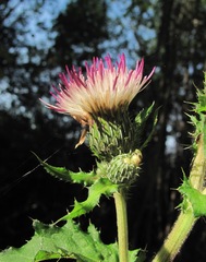 Cirsium × hybridum