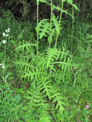 Cirsium × hybridum