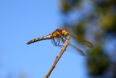 Sympetrum striolatum imitoides