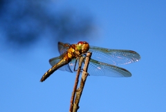 Sympetrum striolatum imitoides
