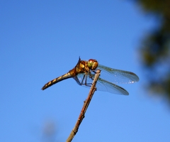 Sympetrum striolatum imitoides