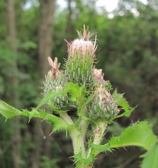 Cirsium × hybridum