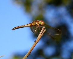Sympetrum striolatum imitoides