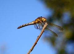 Sympetrum striolatum imitoides