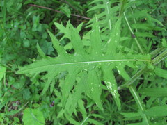 Cirsium × hybridum