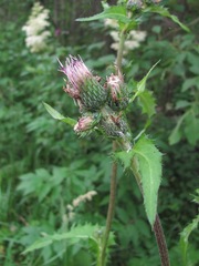 Cirsium × hybridum