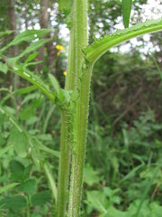 Cirsium × hybridum