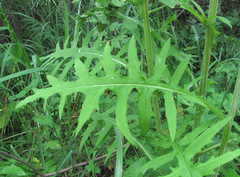 Cirsium × hybridum