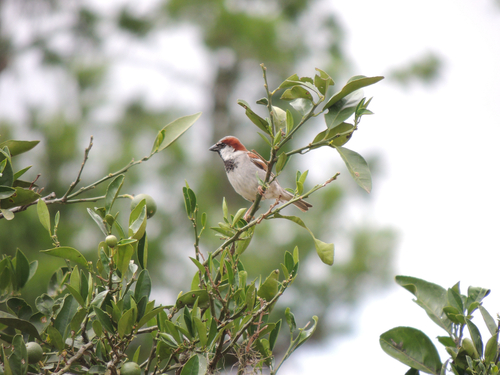 House Sparrow