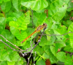 Sympetrum cordulegaster