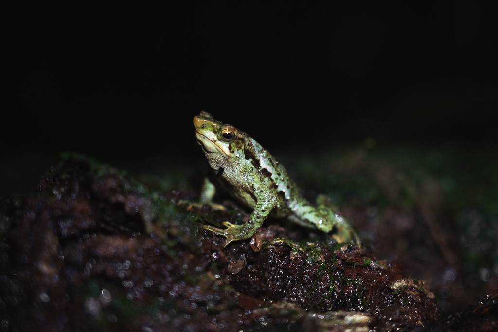 Lily Rodriguez's Beaked Toad