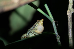 Lily Rodriguez's Beaked Toad photo 2