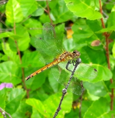 Sympetrum cordulegaster