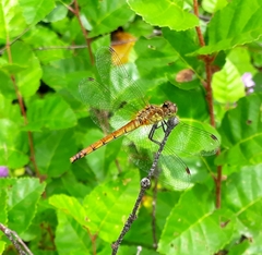 Sympetrum cordulegaster