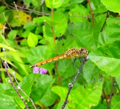 Sympetrum cordulegaster