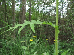 Cirsium × hybridum