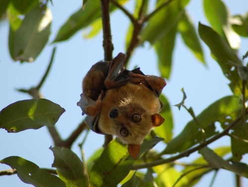 Sulawesi Fruit Bat