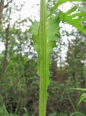Cirsium × hybridum