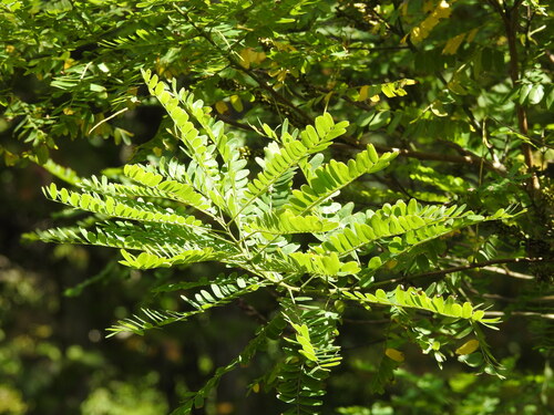 Amorpha fruticosa